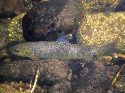 Truite fario gazeille